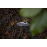 Нож SPYDERCO MEADOWLARK 2 BY04PGY2